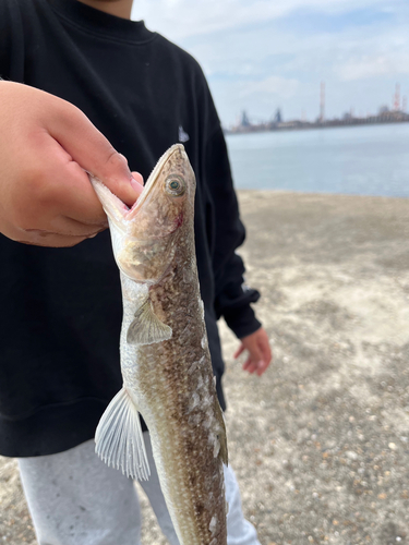 エソの釣果