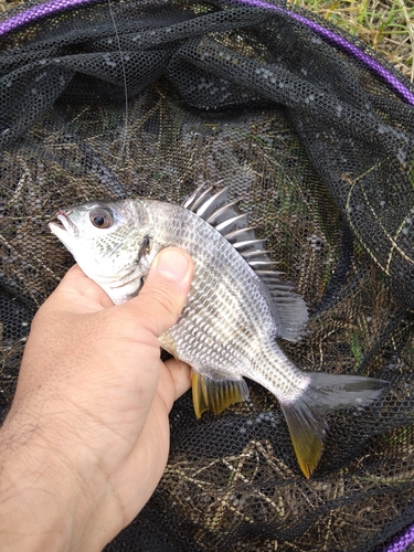 キビレの釣果