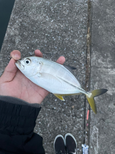 メッキの釣果