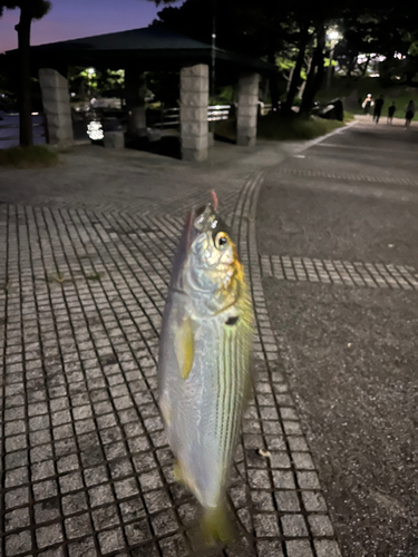 コノシロの釣果