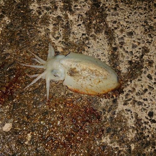 シリヤケイカの釣果