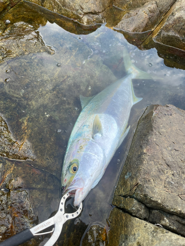 ヒラマサの釣果