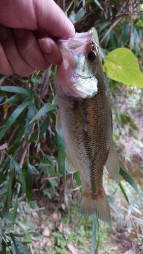 ブラックバスの釣果