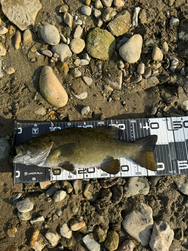 スモールマウスバスの釣果