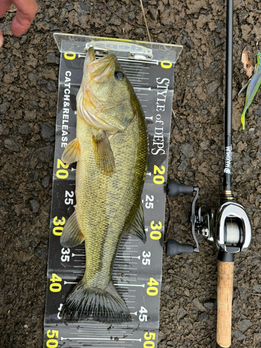 ブラックバスの釣果