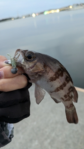 メバルの釣果