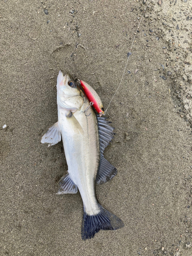 セイゴ（マルスズキ）の釣果