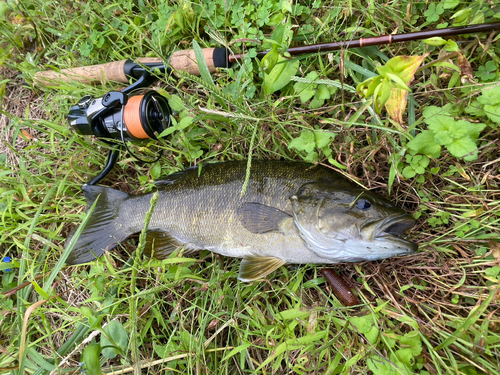 スモールマウスバスの釣果