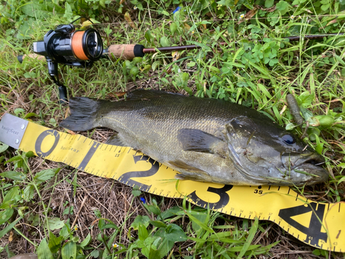 スモールマウスバスの釣果