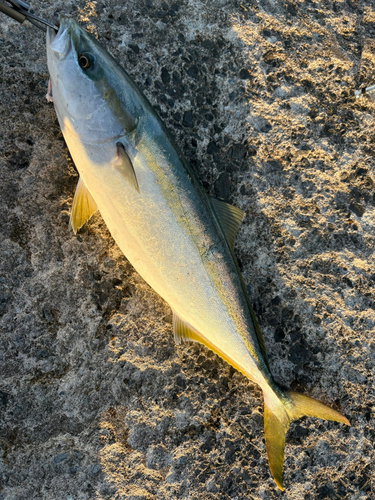 ワラサの釣果