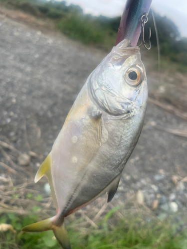 メッキの釣果