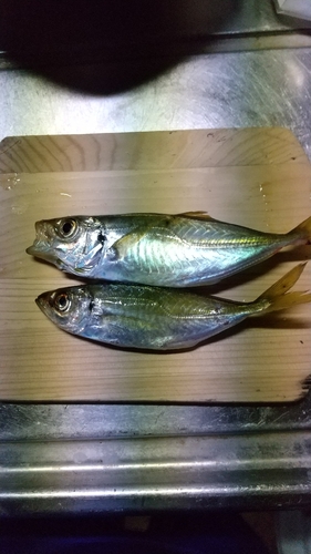 マアジの釣果