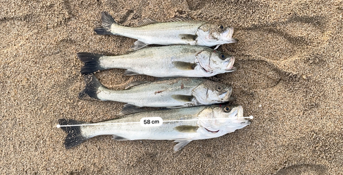 セイゴ（マルスズキ）の釣果