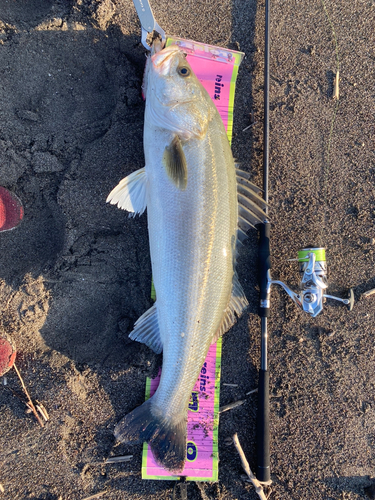 スズキの釣果