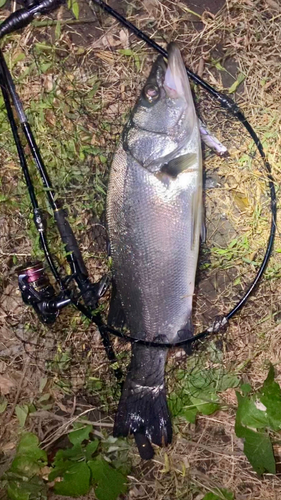 ヒラスズキの釣果