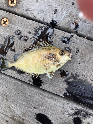 アイゴの釣果