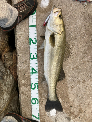 シーバスの釣果