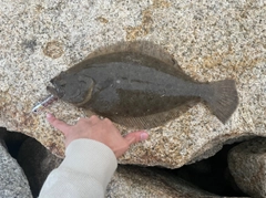 ソゲの釣果