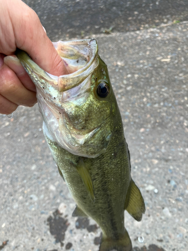 ラージマウスバスの釣果