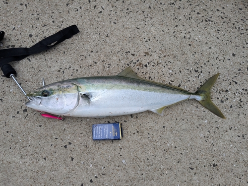 メジロの釣果