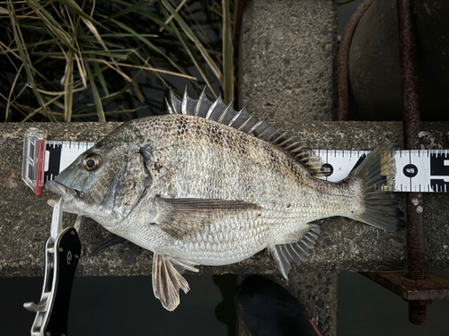 クロダイの釣果