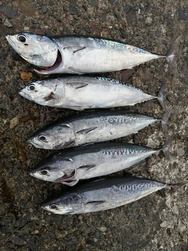 ソウダガツオの釣果