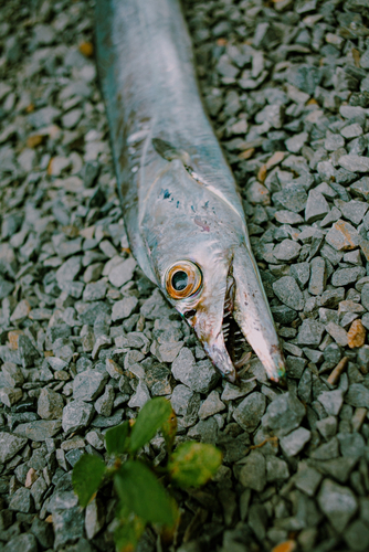 タチウオの釣果