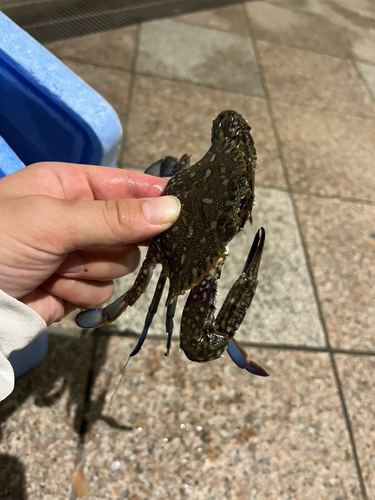 タイワンガザミの釣果