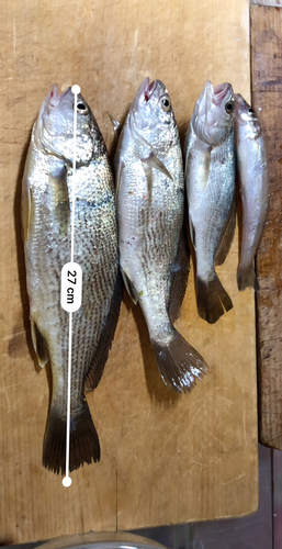 イシモチの釣果