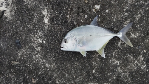 メッキの釣果