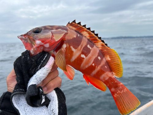 アカハタの釣果