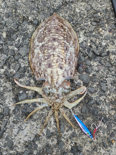 コウイカの釣果