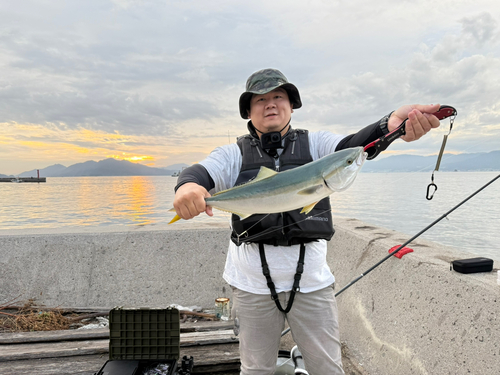 ハマチの釣果