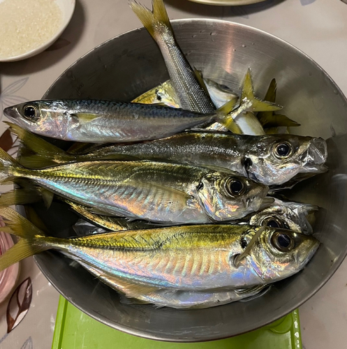 アジの釣果