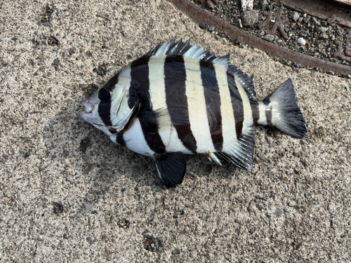 イシダイの釣果