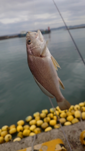 イシモチの釣果