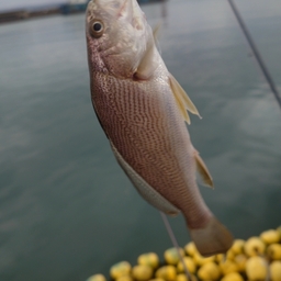 イシモチ