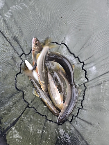 アユの釣果