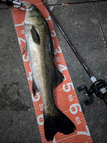 シーバスの釣果