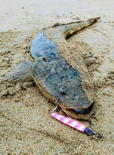 マゴチの釣果