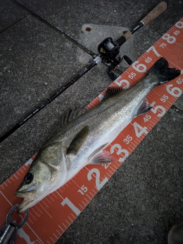 シーバスの釣果