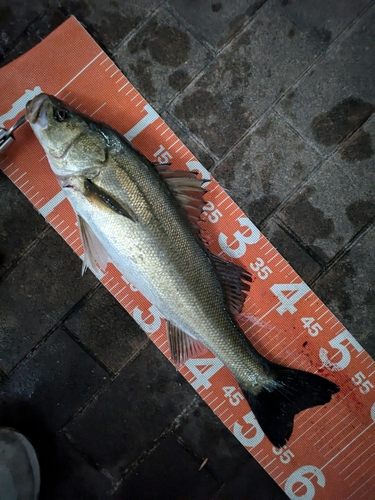 シーバスの釣果