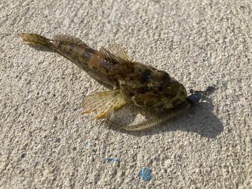 アナハゼの釣果