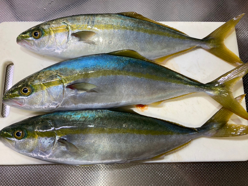 ツバイソの釣果