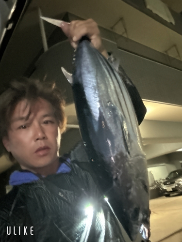 カツオの釣果