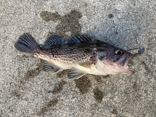 クロソイの釣果