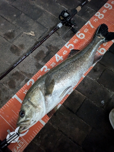 シーバスの釣果