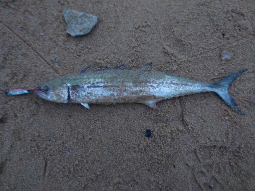 サゴシの釣果