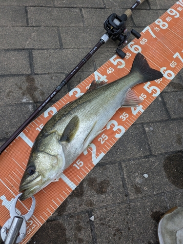 シーバスの釣果