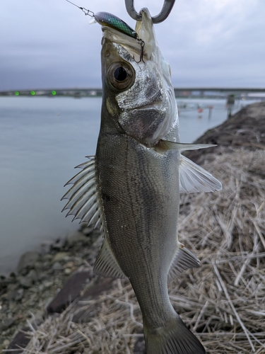 ヒラスズキの釣果